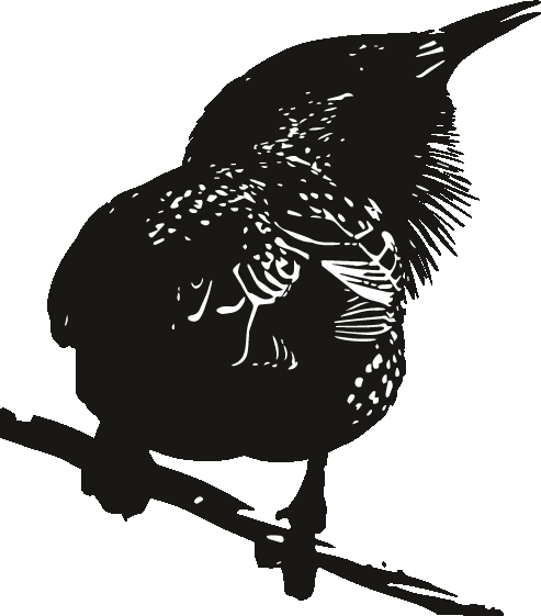A common starling at rest on a branch